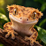 _SgYAWM1LQY-channel-avatar-Mimble Wimble GeckoCam
