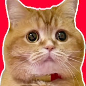 もこまるファミリー【赤ちゃんと猫2匹との暮らし】