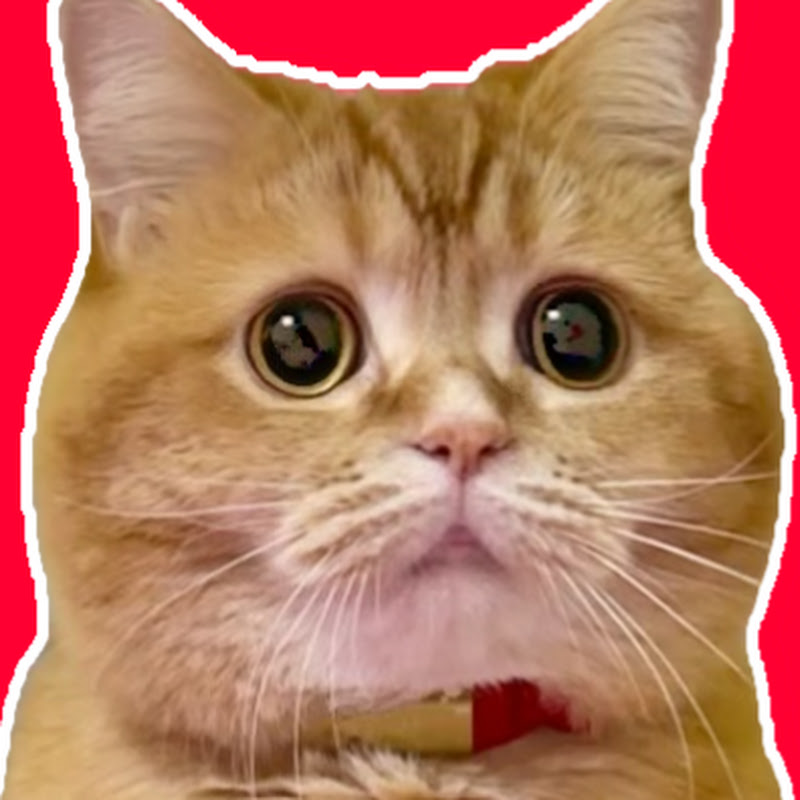 もこまるファミリー【赤ちゃんと猫2匹との暮らし】のサムネイル