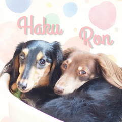 犬とお出かけ・八王子発・ろんぱくちゃんねるアイコン画像