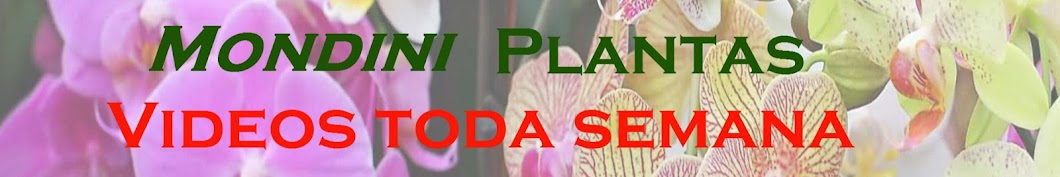 Mondini Plantas Avatar de chaîne YouTube