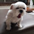 @보보-v9n