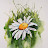 @sparrow-sdaisy