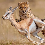 Predator Vs Prey