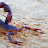 @Scorpio1060-