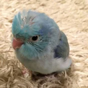 マメルリハのおマメちゃんねる
