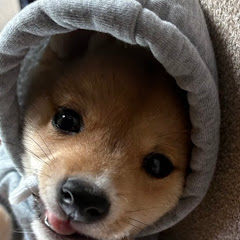 ヒモカの癒し🧌