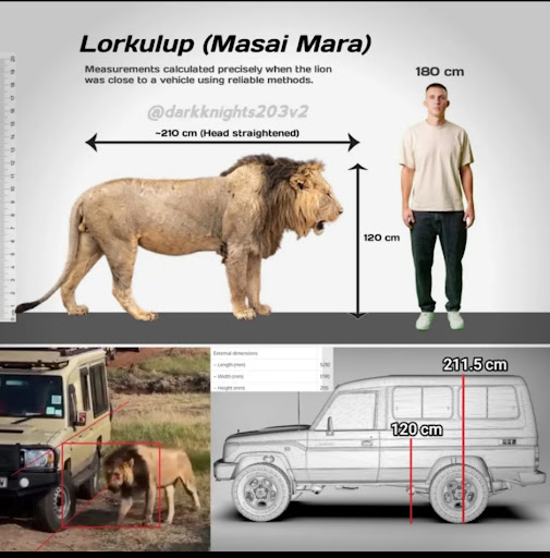 Lionページ YouTube
