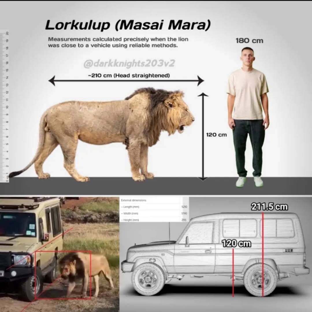 Lionページ YouTube