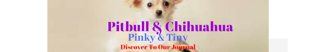 Bulldog Chihauhau यूट्यूब चैनल अवतार