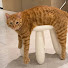 I_rRsDvdmhg-channel-avatar-Pets Valley