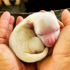 Paw Rescue boyアイコン画像