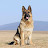 @dog_dog_1 Avatar