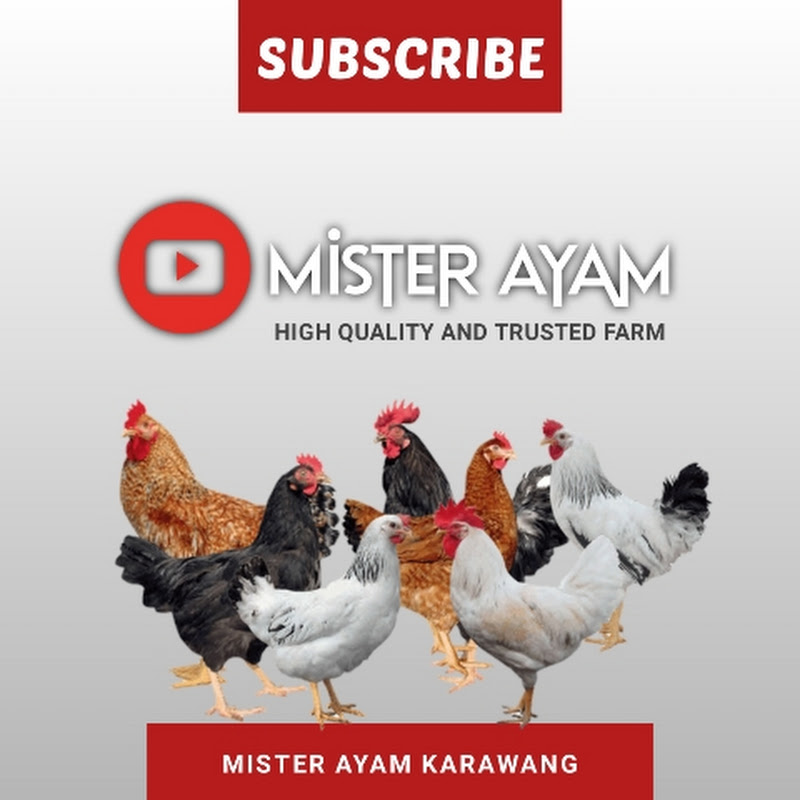 MISTER AYAM