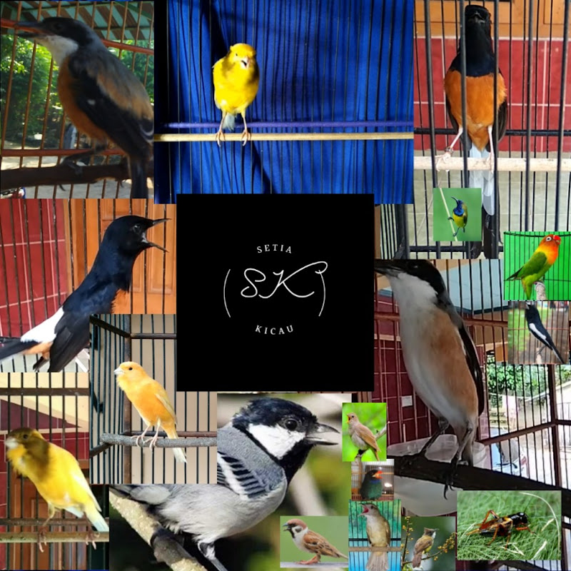 SETIA KICAU