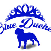 Blue Duchess Staffordshire Bull Terriers