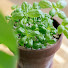 55A0w2cygSg-channel-avatar-Container Growing