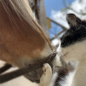 うまとねこ Horses and Cats