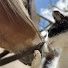 6hTUTSymKHU-channel-avatar-うまとねこ Horses and Cats