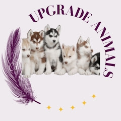 THE UPGRADE ANIMALS  Image Thumbnail