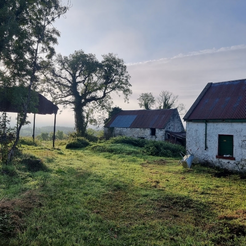 The Irish Homestead