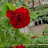 @داودالبصراوي-ق8ش