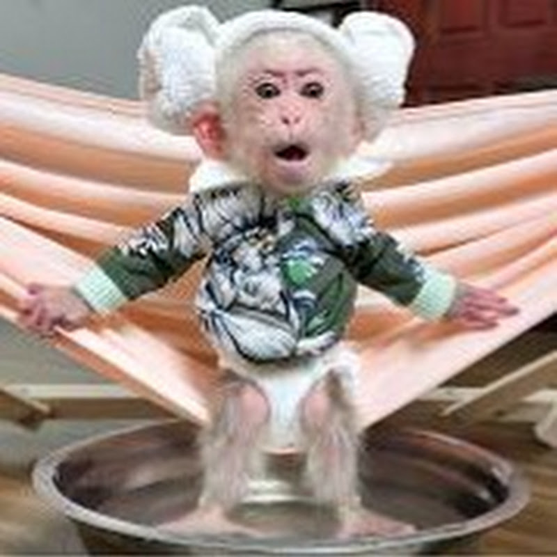 Monkey Lala
