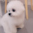 @미니비숑정자두