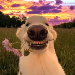 El perrito panchonchito