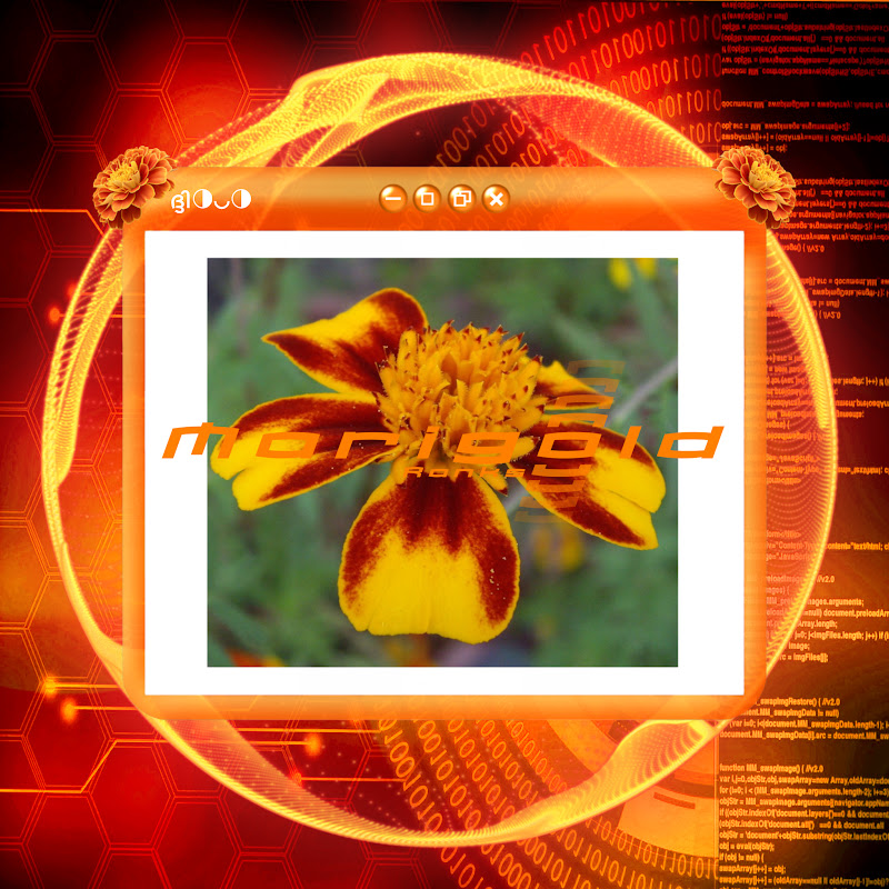 Marigold Ranks avatar