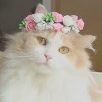 Rose profile image