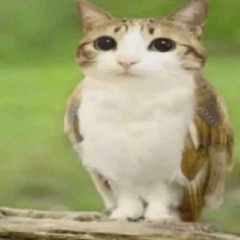Meowl Edits