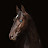 @-Gold_Equestrian-