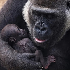 Kyoto Gorilla Family