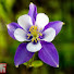 tj2LRezVbWg-channel-avatar-Wild Bloom Garden