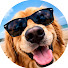 1EfZk-Xcur0-channel-avatar-Funny Collection Animals