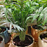 _Gh2aoNivjA-channel-avatar-Grapes Vlogs