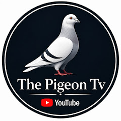 The Pigeon Tv