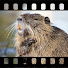 Nq2-TRGpQS4-channel-avatar-BeaverishClip