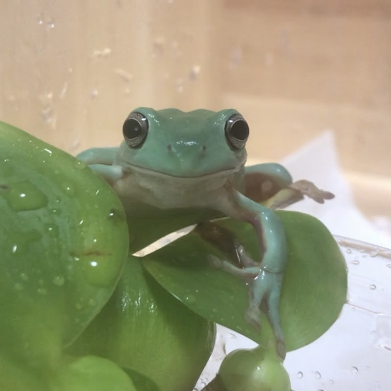 3匹の子カエルch