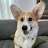 @SamtheCorgi