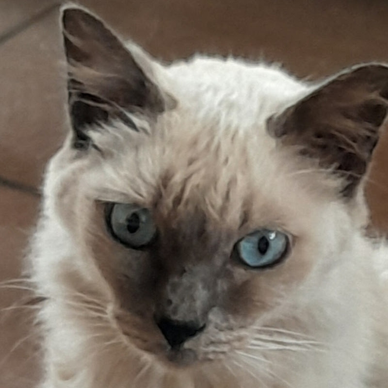 EX ANIMAIS DE RUA.