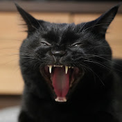 黒猫つくねちゃん太しっぽ