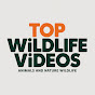 Top Wildlife Videos Avatar