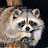 @racoonman
