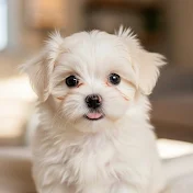 Animal Comedy アニマルコメディ