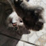 FVYyqWfnRq0-channel-avatar-Miau compilation 