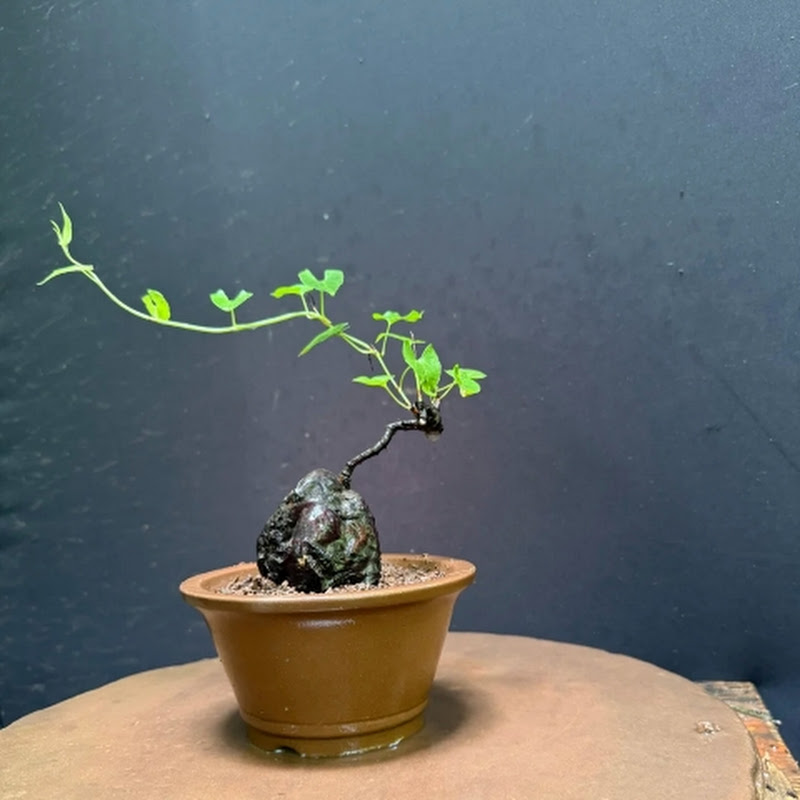 Nazim bonsai 