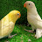 @Birdslovers-uz4ql