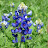 @_BlueBonnet